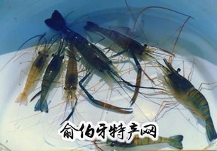 溱湖青虾