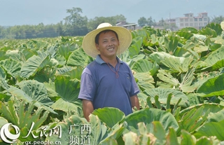 贺州香芋