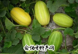 莘县香瓜