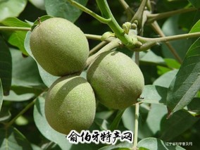 临沧泡核桃