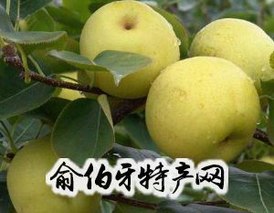 陆良县蜜香梨