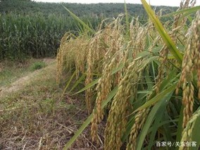 11片叶长粒香水稻品种