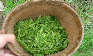 湖南岳阳：北港毛尖茶（邕湖茶）