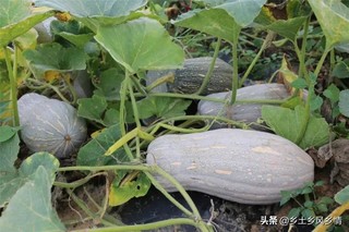 蜜本南瓜种植时间 蜜本南瓜什么时候种植