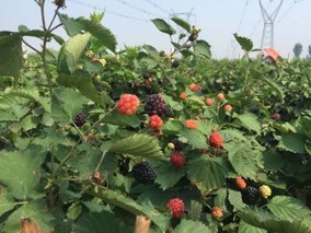 树莓产地在中国哪里?树莓适合在哪里种植?