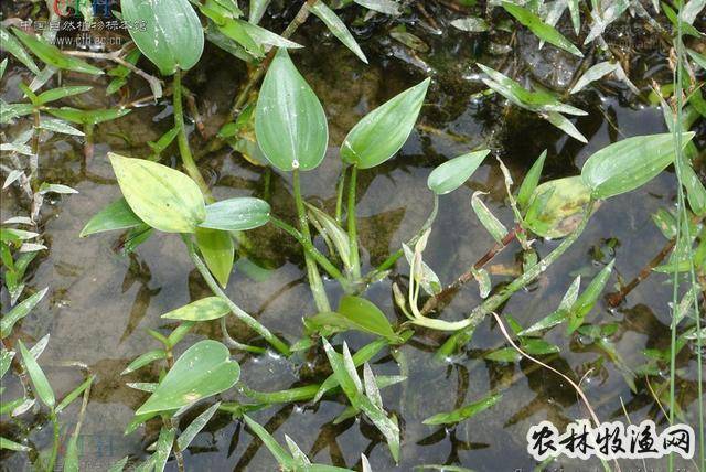 《植物名实图考【异名】鸭儿嘴《植物名实图考,鸭仔菜,鸭儿菜