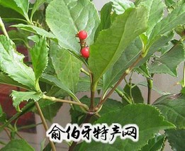 草珊瑚