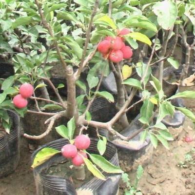 庭院果树种植方法
