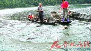 黄山太平湖鲢鳙鱼热销价扬