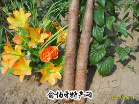 祁山药