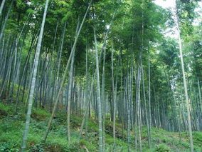 种植毛竹一亩收入多少