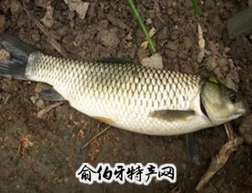长汀温水鱼