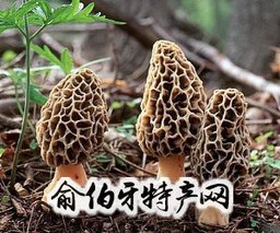 野生羊肚菌