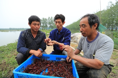 安徽：小龙虾 游出富民“大产业”