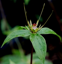 中科院昆明植物所发现藤本竹类独特新属