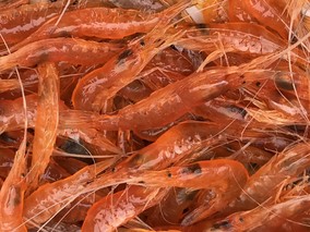 脊尾白虾“科苏红1号”是红色的