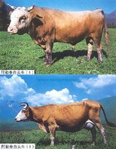 阿勒泰白头牛
