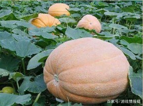 种植籽用南瓜怎样进行采收和加工？(籽用南瓜种植技术)