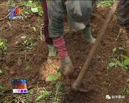 魔芋林下种植技术(纸厂乡林下魔芋种植示范基地)