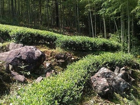 武夷山大红袍繁殖