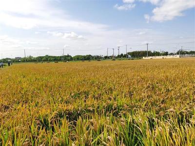 2022国庆水稻价格多少钱一斤？