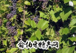 汤原山葡萄