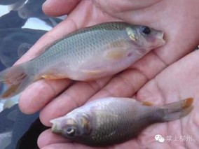 常见的温水性鱼类有哪些？