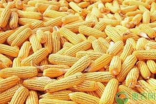 2023春节玉米价格多少钱一斤？