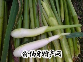 郎岱茭白