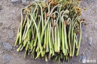 黑龙江山野菜种类有哪些？