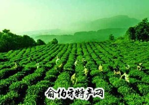 蒙顶山茶