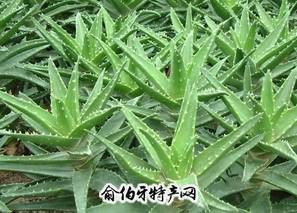元江芦荟