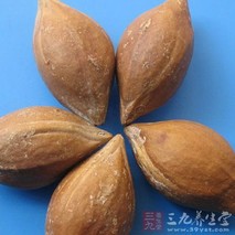乌榄核的功效与作用