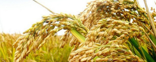 当前水稻价格批发多少钱一斤？