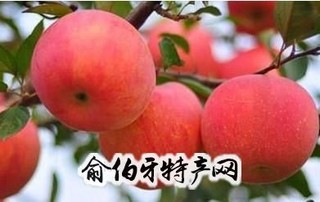 枣强红富士苹果