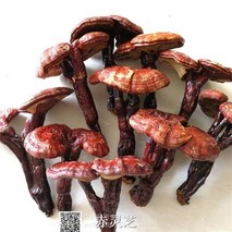 赤灵芝价格多少钱一斤？