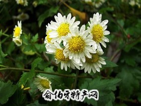 杭菊