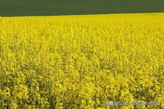 2023油菜籽价格多少钱一斤？