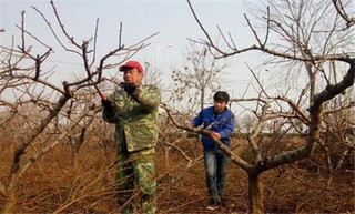 桃树整形及修剪要点有哪些？(石榴树修剪技术要点)