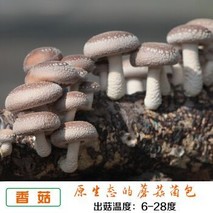 20种常见的食用菌