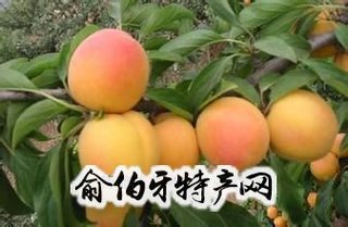 下花园杏扁