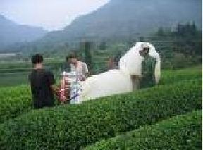 白毛猴茶的加工制作工艺