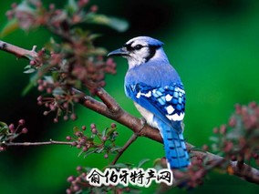 白玉鸟