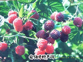 登仕堡子镇树莓