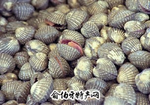 乐清泥蚶