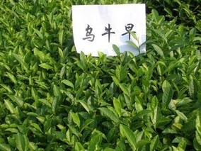 乌牛早茶