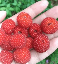 树莓北方能种植吗？树莓种植条件和区域