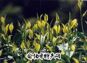 日铸茶