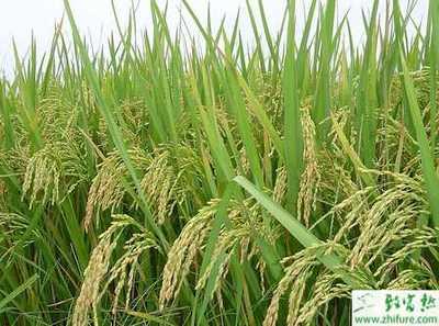 高产早熟水稻前十名的品种