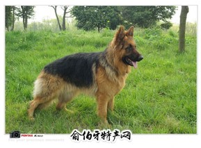 德国牧羊犬